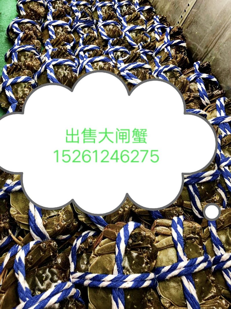 大闸蟹