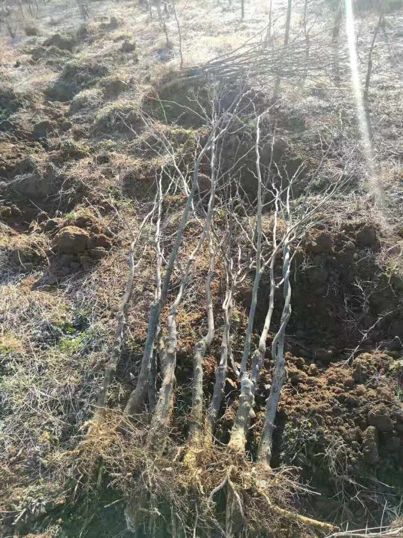 贵州遵义湄潭县优质皂角苗，保证质量