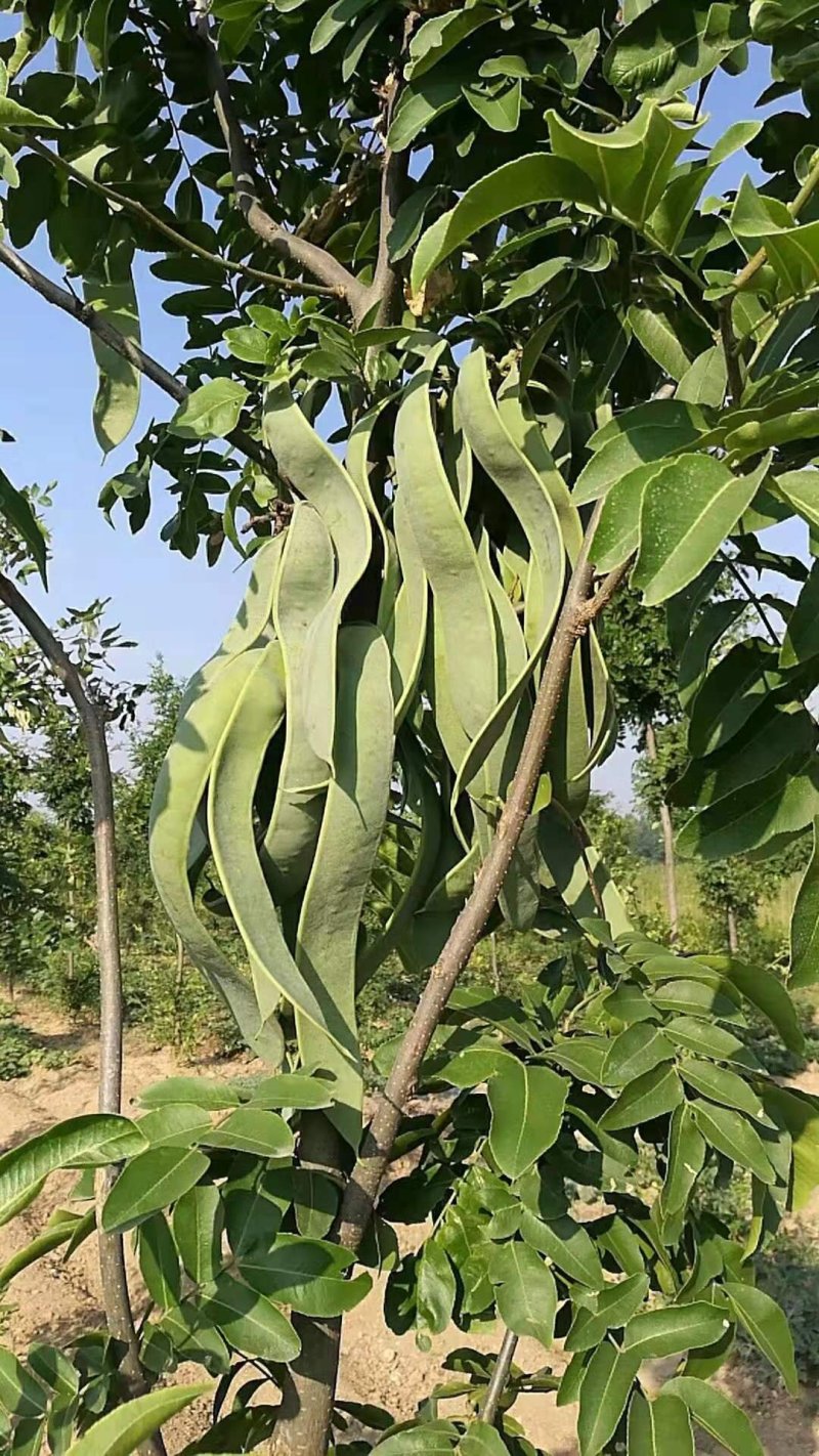 贵州遵义湄潭县优质皂角苗，保证质量