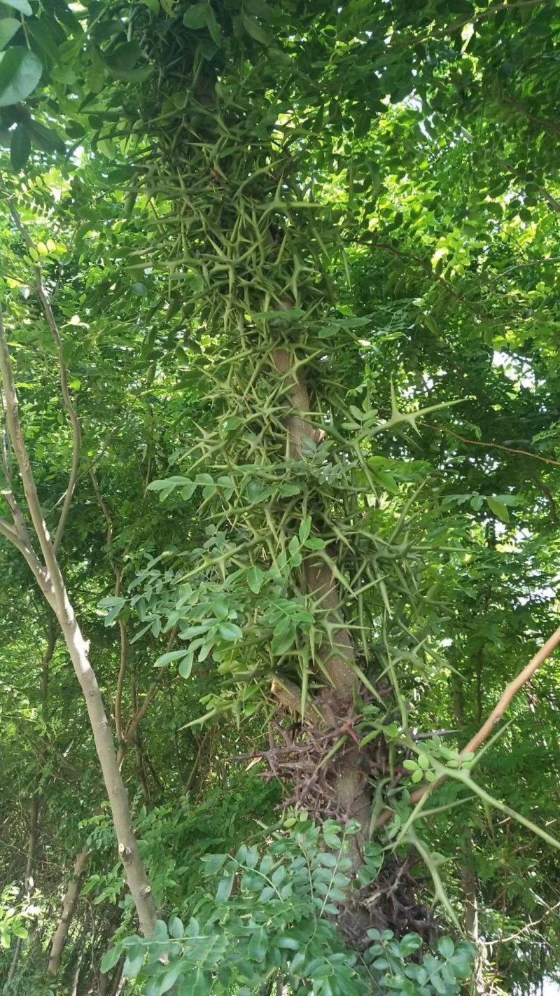 贵州遵义湄潭县优质皂角苗，保证质量