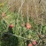 供应柿子树地径2/3/4/5公分定植柿子树柿子树价格优惠