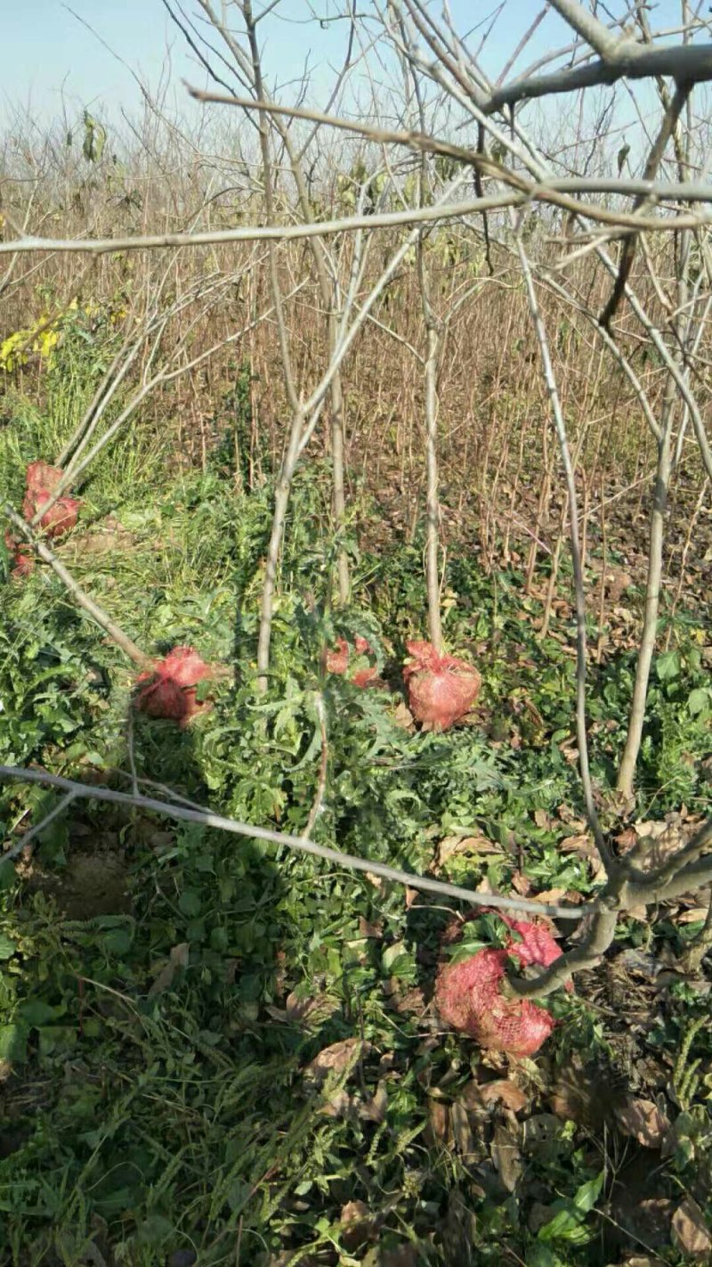 供应柿子树地径2/3/4/5公分定植柿子树柿子树价格优惠