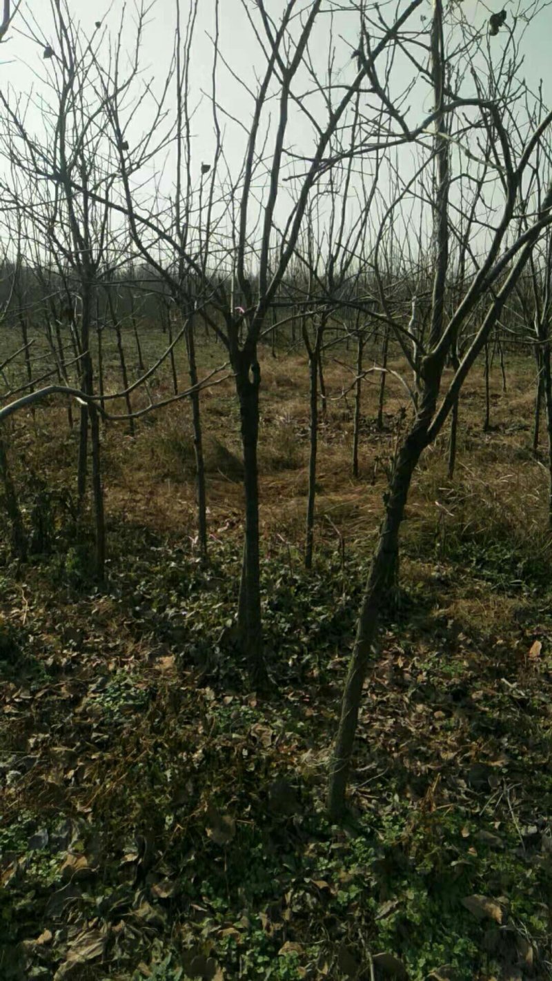 供应柿子树地径2/3/4/5公分定植柿子树柿子树价格优惠