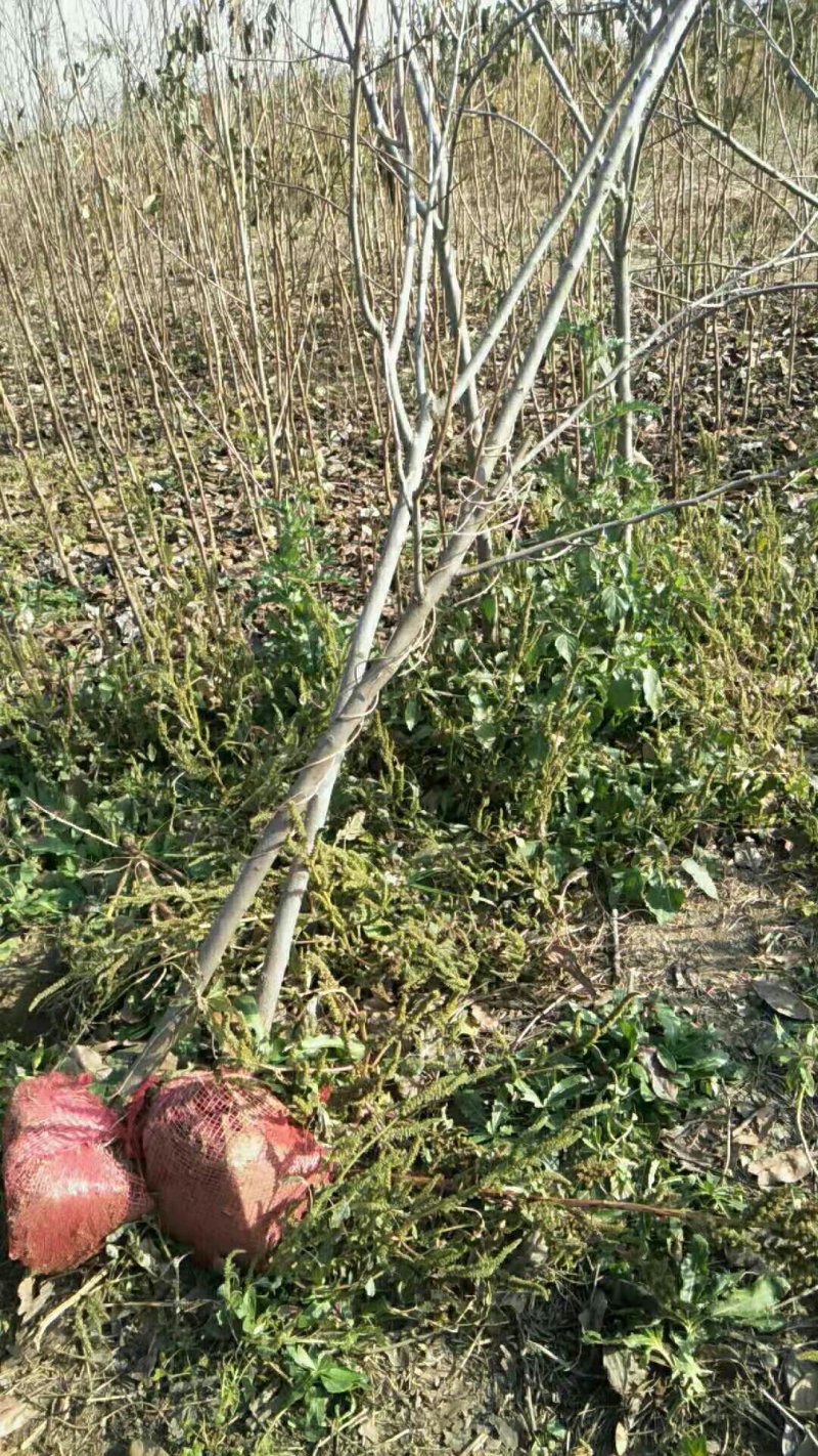 供应柿子树地径2/3/4/5公分定植柿子树柿子树价格优惠