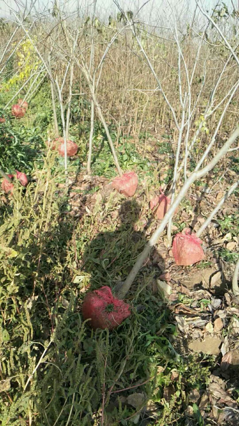 供应柿子树地径2/3/4/5公分定植柿子树柿子树价格优惠