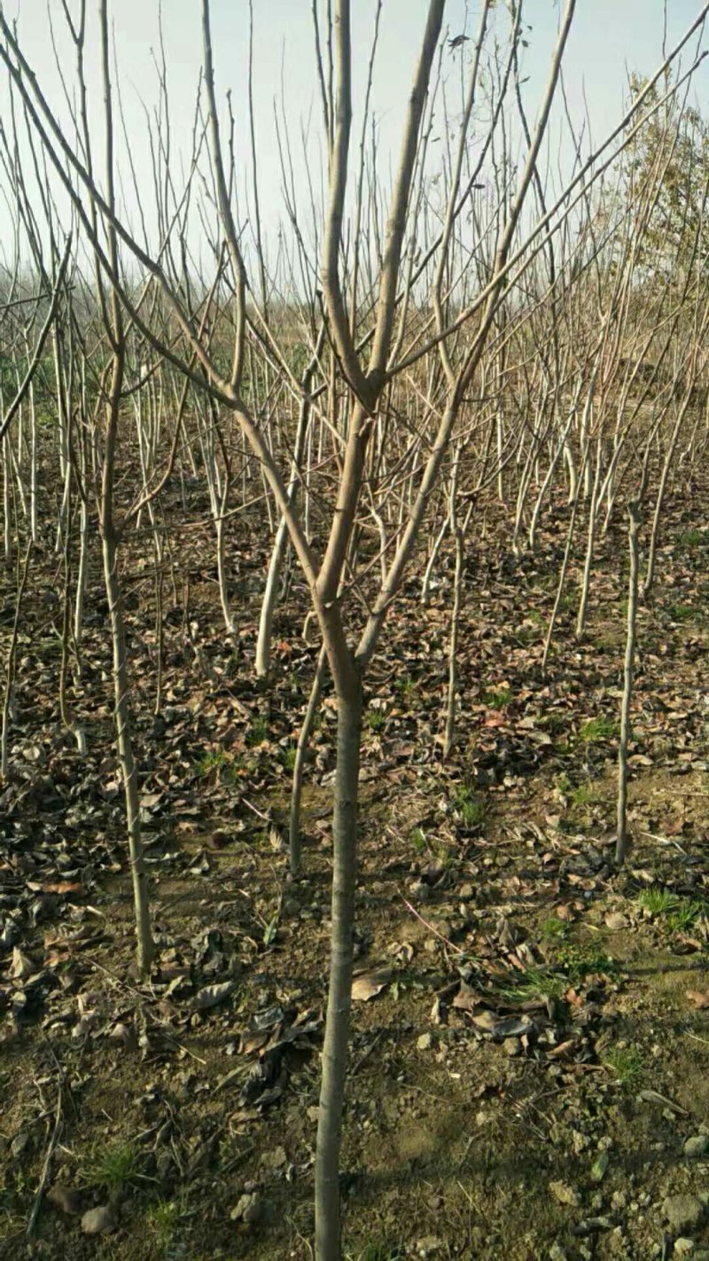 供应柿子树地径2/3/4/5公分定植柿子树柿子树价格优惠