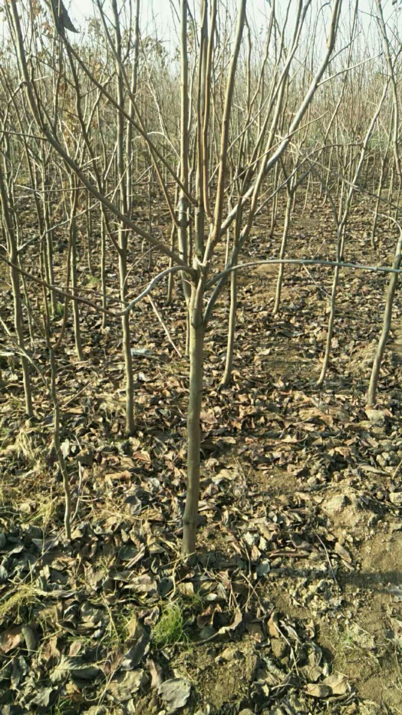 供应柿子树地径2/3/4/5公分定植柿子树柿子树价格优惠