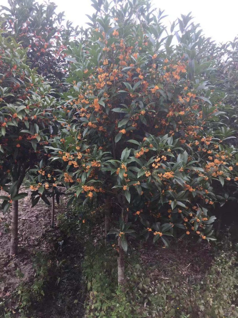 红花丹桂（基地直批桂花树）