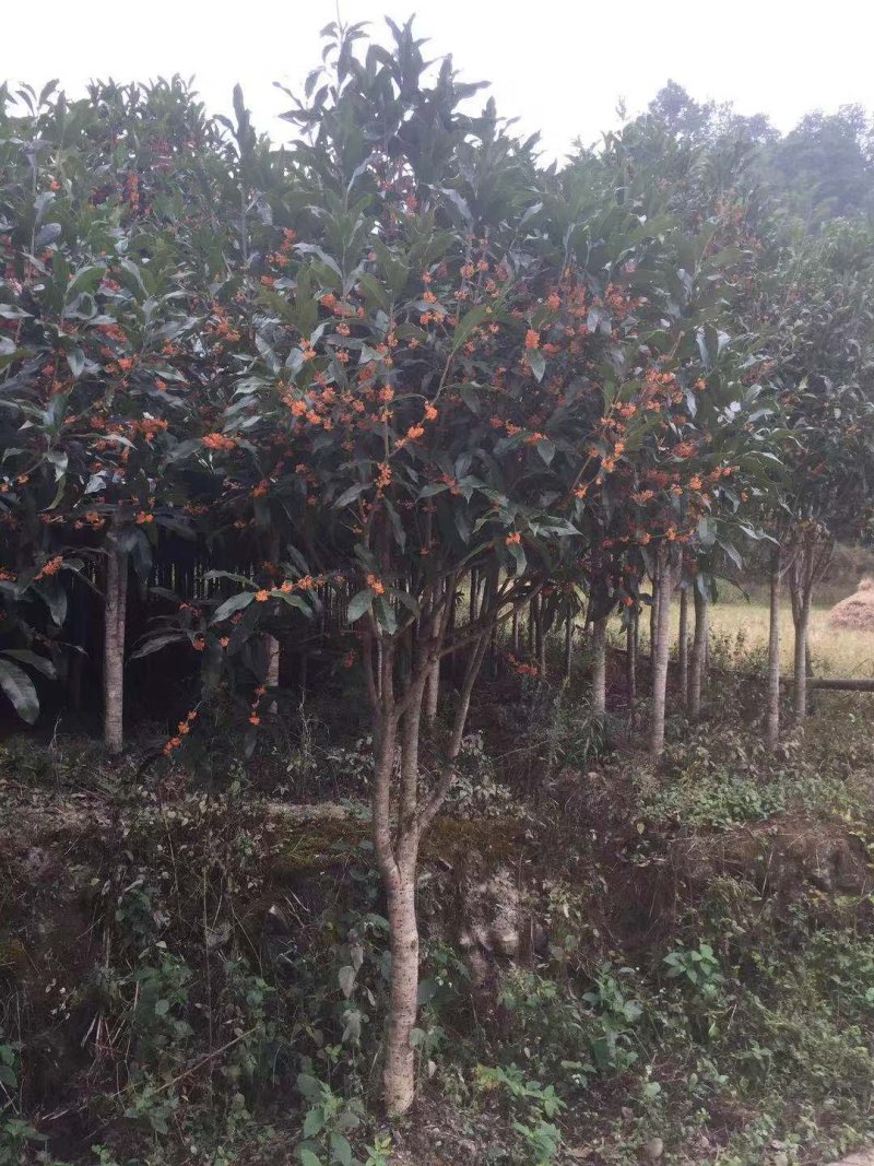 红花丹桂（基地直批桂花树）