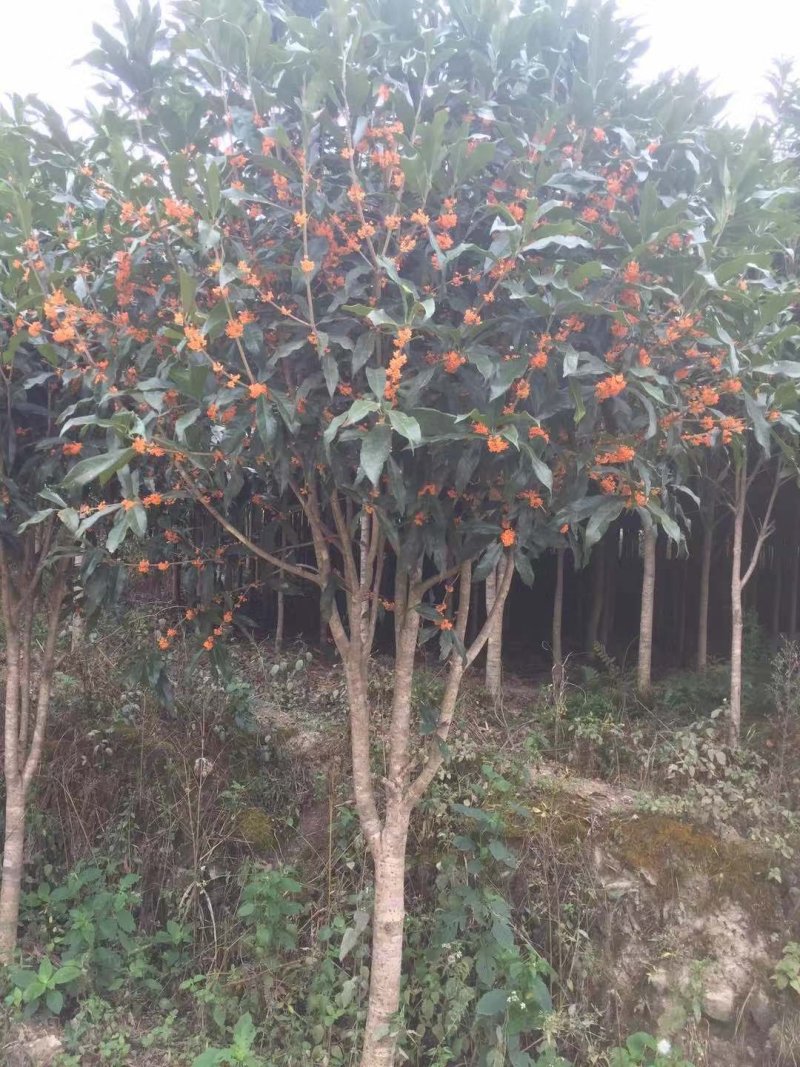 红花丹桂（基地直批桂花树）