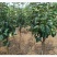 梨树嫁接苗翠冠梨黄金梨新月种植基地现挖现卖包技术