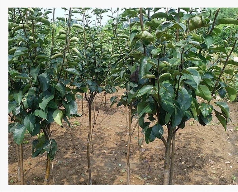梨树嫁接苗翠冠梨黄金梨新月种植基地现挖现卖包技术