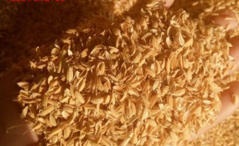 厂家热销养殖垫料水分低适口性好散装稻壳饲料添加剂超细稻壳