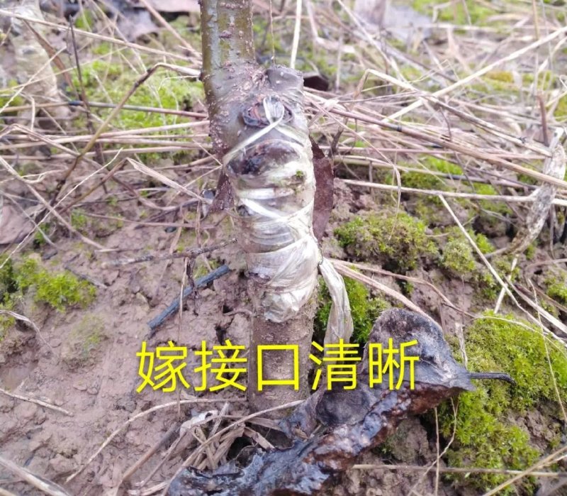 梨树嫁接苗翠冠梨黄金梨新月种植基地现挖现卖包技术