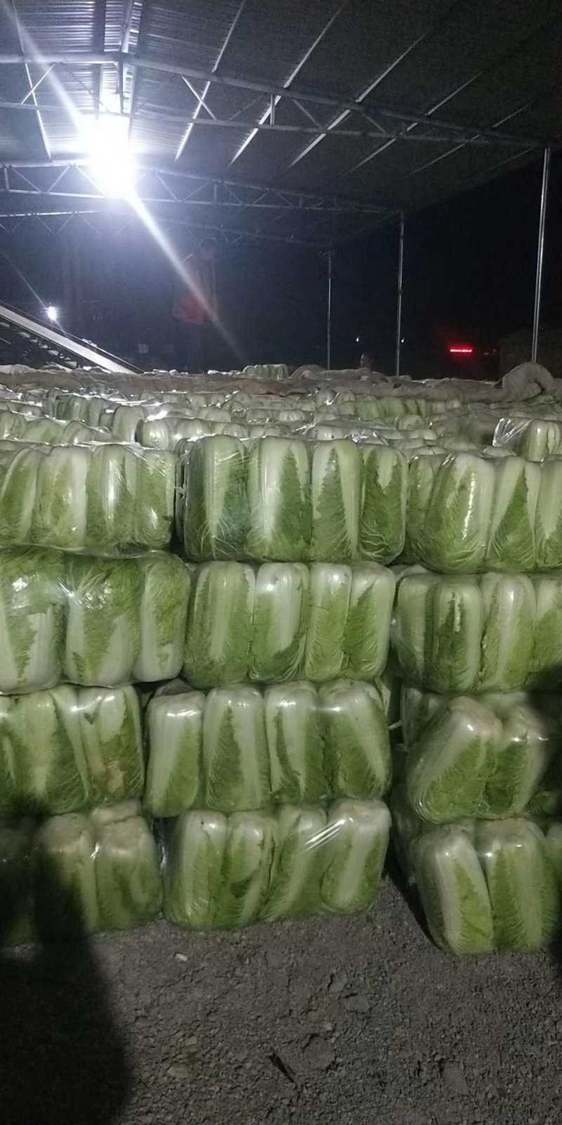 山东肥城北京新三号大白菜大量供应中，冷库储存。净菜毛菜