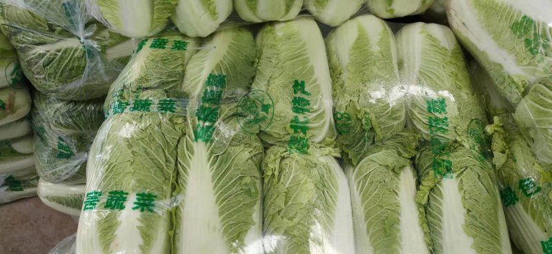 山东肥城北京新三号大白菜大量供应中，冷库储存。净菜毛菜