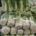 山东肥城北京新三号大白菜大量供应中，冷库储存。净菜毛菜