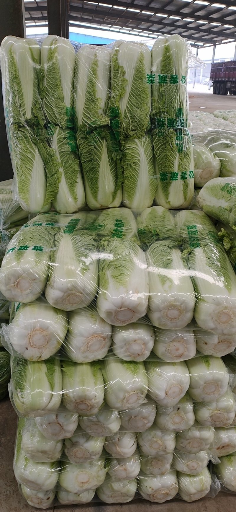 山东肥城北京新三号大白菜大量供应中，冷库储存。净菜毛菜