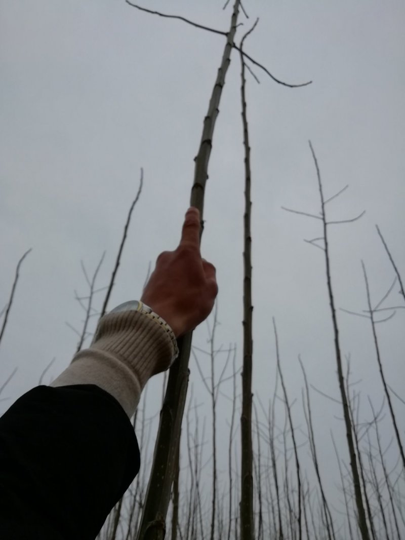白杨树苗——速生无絮2025杨树苗，苗圃繁育