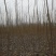 白杨树苗——速生无絮2025杨树苗，苗圃繁育