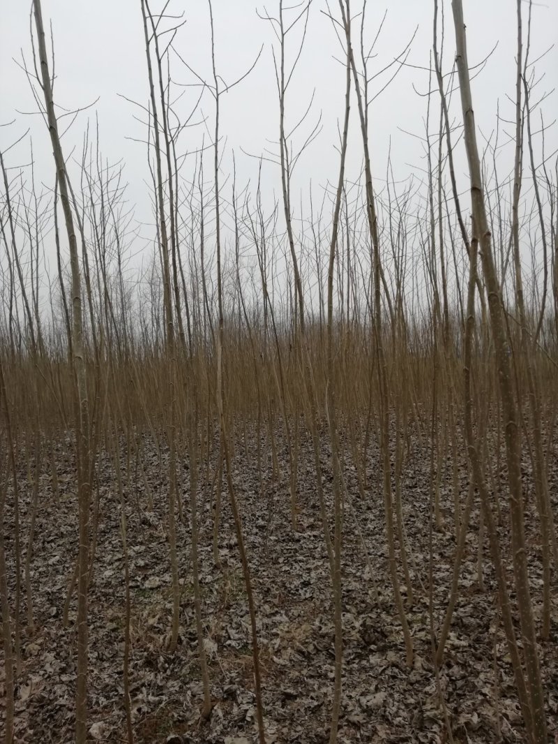 白杨树苗——速生无絮2025杨树苗，苗圃繁育