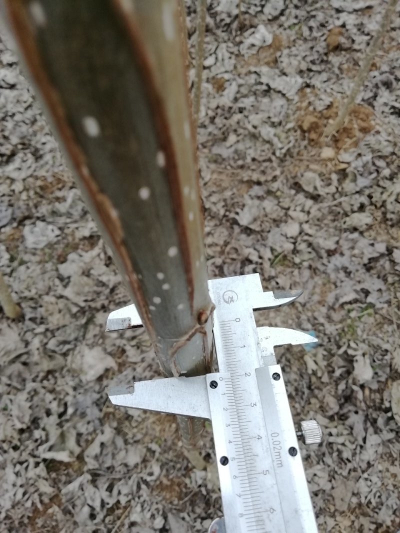白杨树苗——速生无絮2025杨树苗，苗圃繁育