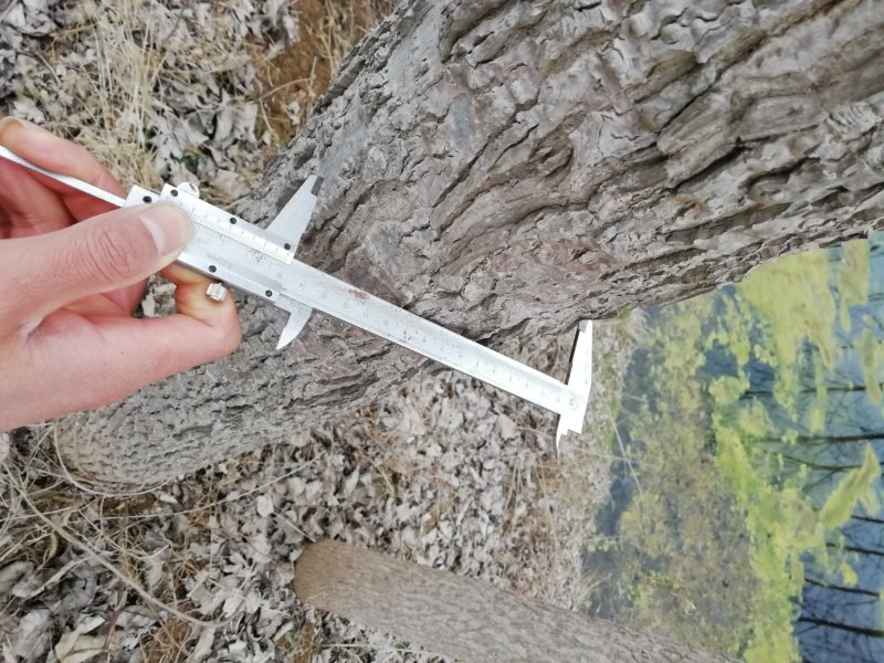 白杨树苗——速生无絮2025杨树苗，苗圃繁育