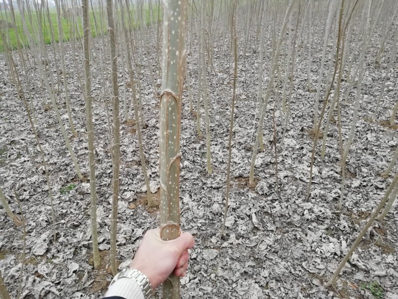 白杨树苗——速生无絮2025杨树苗，苗圃繁育