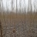 白杨树苗——速生无絮2025杨树苗，苗圃繁育