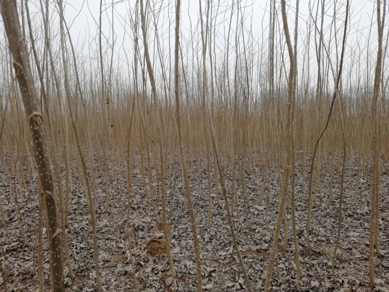 白杨树苗——速生无絮2025杨树苗，苗圃繁育