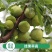 四川脆红蜂糖青脆半边红五月脆恐龙蛋西梅五月脆现挖现发全国