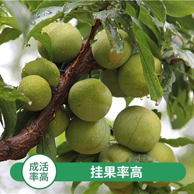 四川脆红蜂糖青脆半边红五月脆恐龙蛋西梅五月脆现挖现发全国