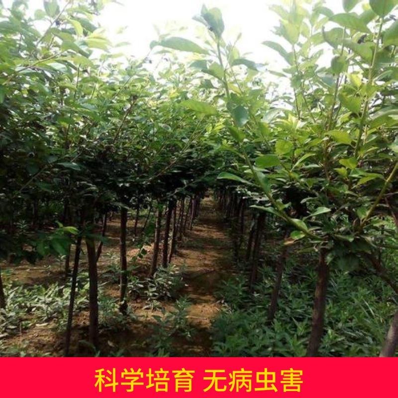 四川脆红蜂糖青脆半边红五月脆恐龙蛋西梅五月脆现挖现发全国