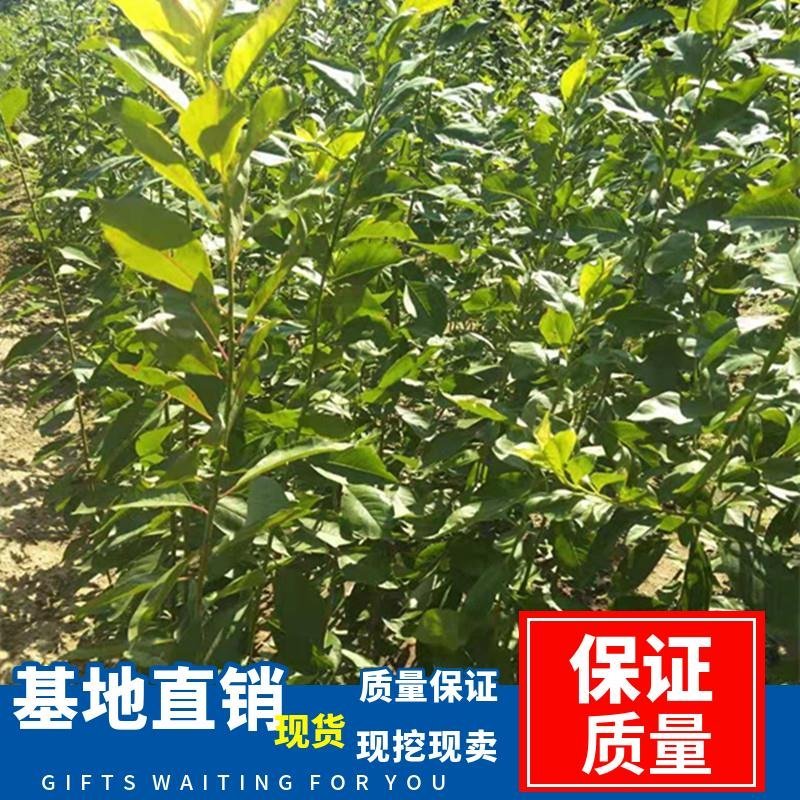四川脆红蜂糖青脆半边红五月脆恐龙蛋西梅五月脆现挖现发全国