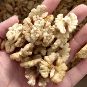 云南一路尖白核桃仁新货核桃仁（厂家直销批发）