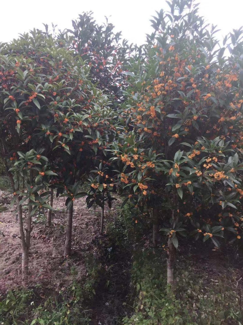 红花桂花树丹桂树基地直发