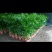 散尾葵批发零售四季优美栽种盆栽