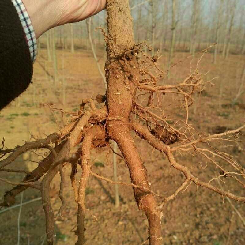 大苗银杏树苗白果苗银杏小苗庭院植物行道绿化苗银杏占地树苗