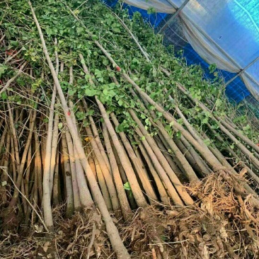 大苗银杏树苗白果苗银杏小苗庭院植物行道绿化苗银杏占地树苗