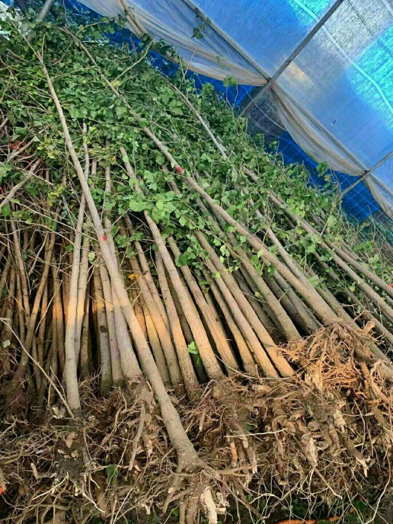 大苗银杏树苗白果苗银杏小苗庭院植物行道绿化苗银杏占地树苗