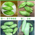 现摘广西生吃芒果酸芒果脆芒果新鲜水果芒果青芒果孕妇水果