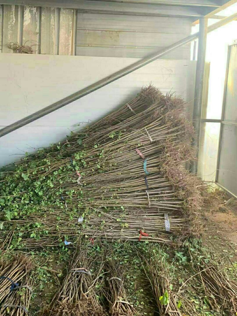 大苗银杏树苗白果苗银杏小苗庭院植物行道绿化苗银杏占地树苗