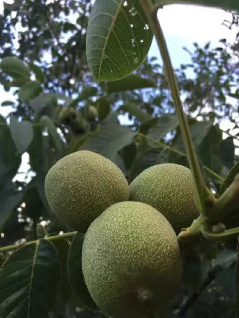 山东清香核桃挑选严格