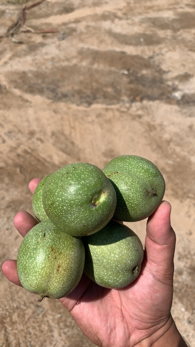 山东清香核桃挑选严格