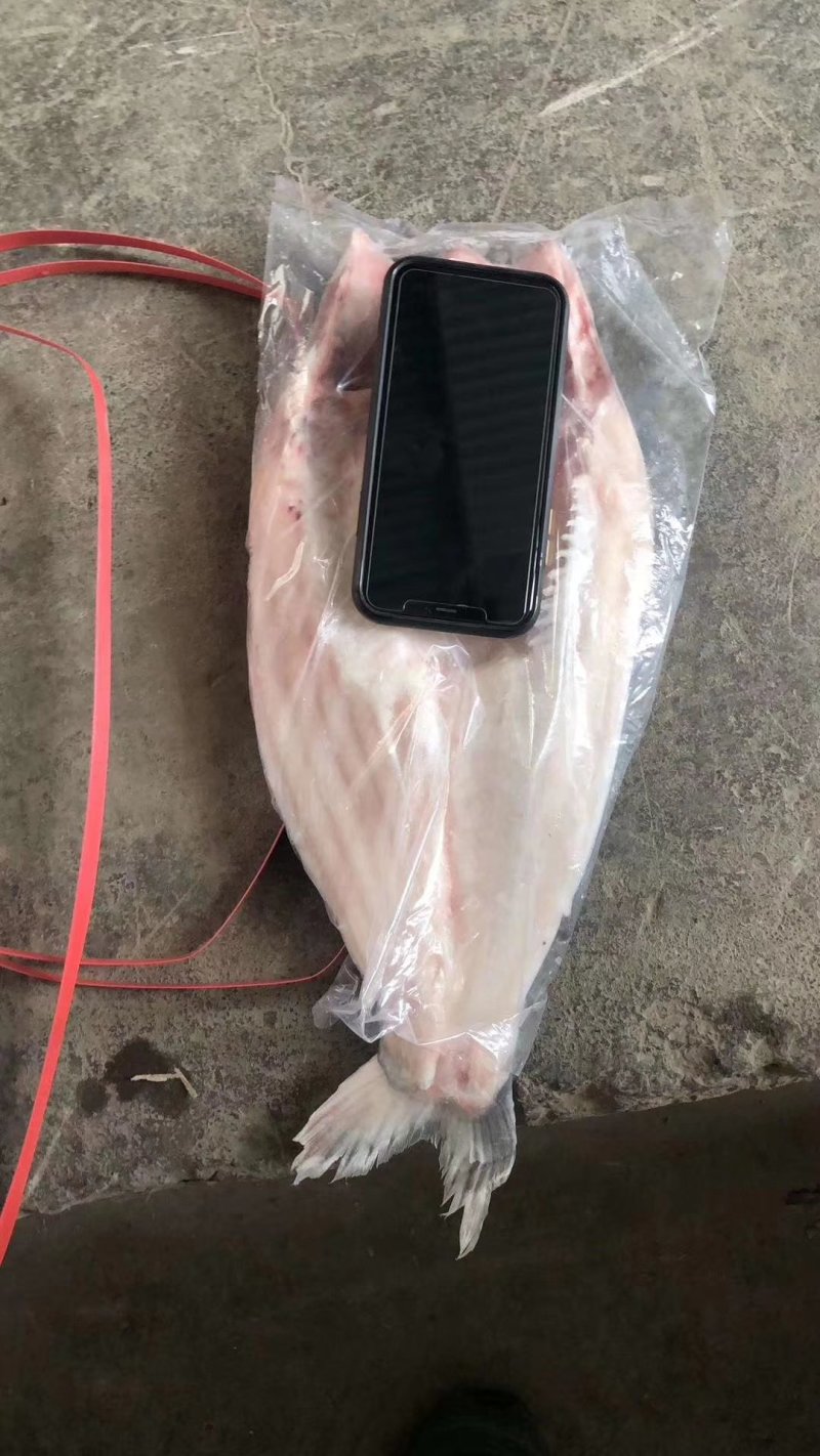 开背鱼质量好价格低非常棒，口感嫩香有劲道杠杠滴