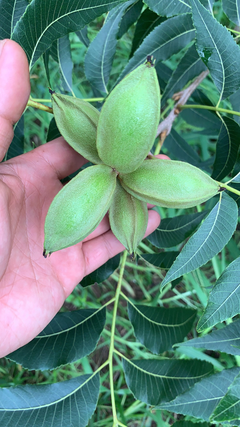 山东碧根果苗木优质品种