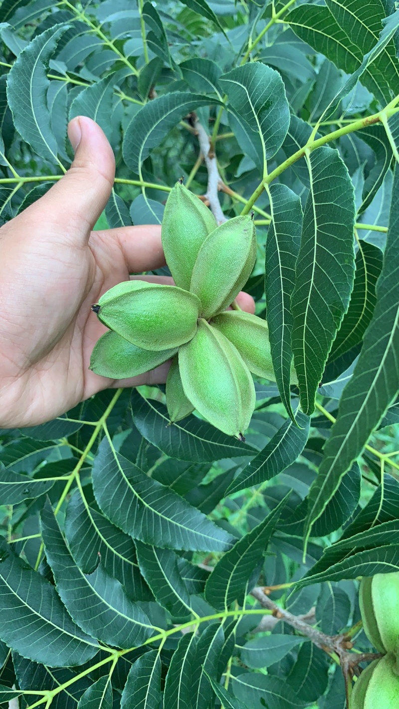 山东碧根果苗木优质品种