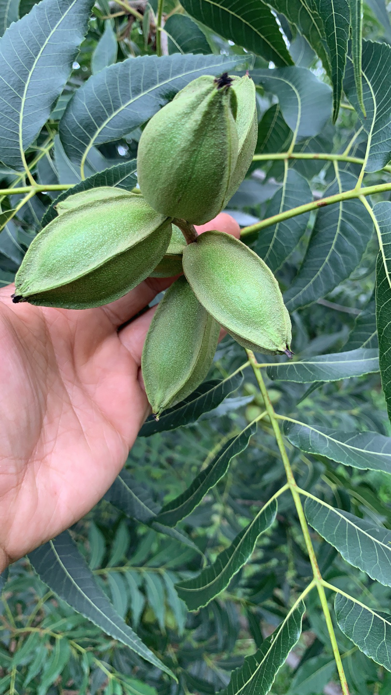 山东碧根果苗木优质品种