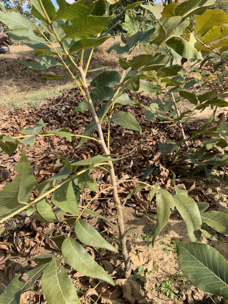 山东碧根果苗木优质品种