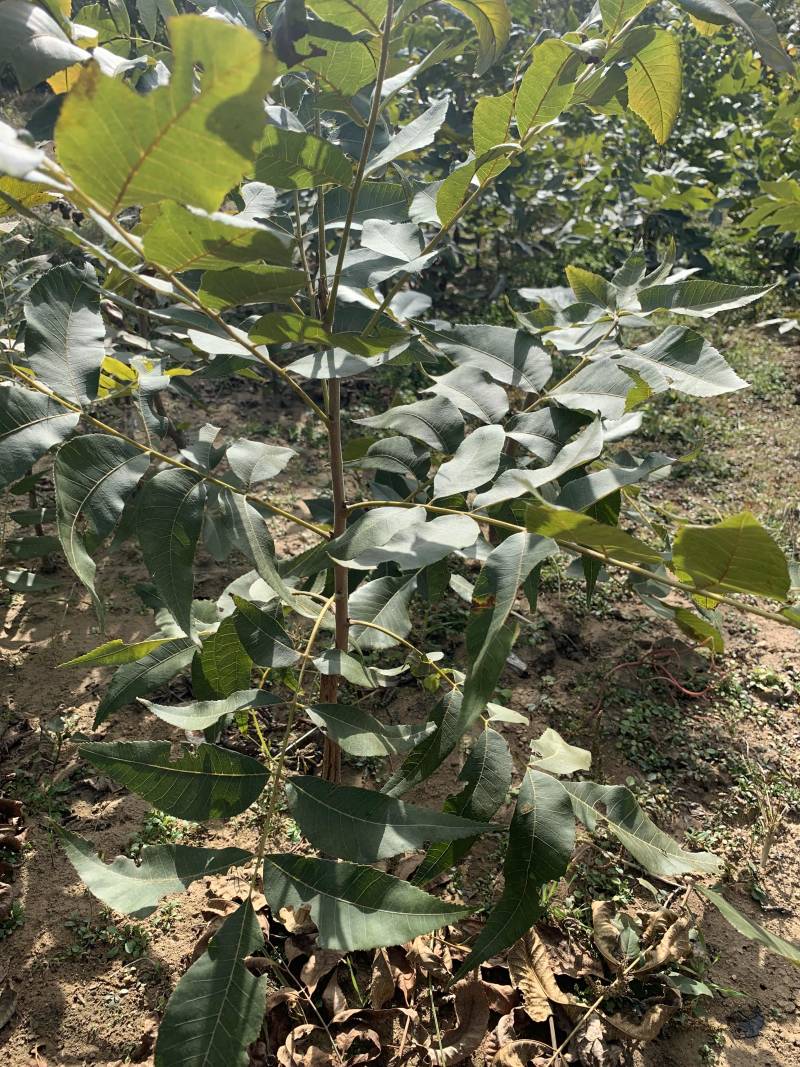 山东碧根果苗木优质品种